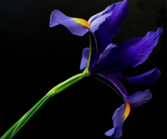 Blue Iris
