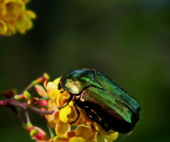 Yellow & green