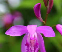 orchid