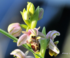 wild orchid 