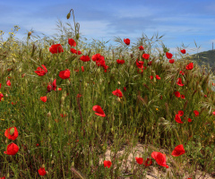 poppies 2