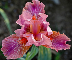 Pink Iris