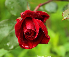 Umut