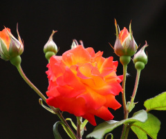 rose