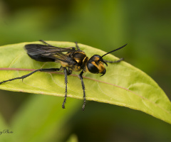 Yellow jacket