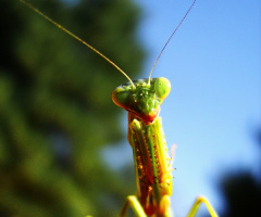 mantis