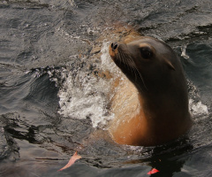 Playful Sea Lion