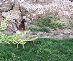 Çevir  kazı  yanmasin  :)