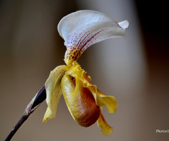 Paphiopedilum orchid