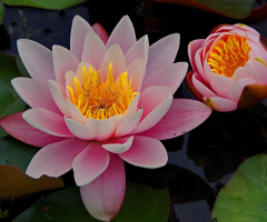 Pink lotus