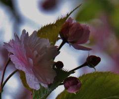 On A Rainy Spring Day