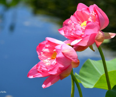 Lotus flowers