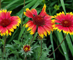In Arboretum