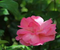 Pembe Gül