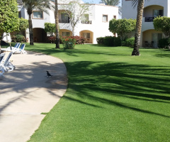 Egypt - black bird walking to swimming pool