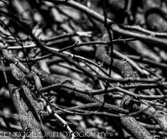 Branches
