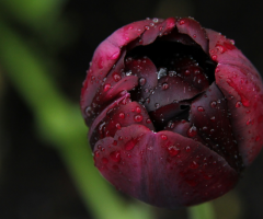 Drops On A Tulip
