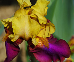 Colorful Iris