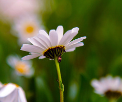 daisy