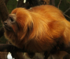 Lion Tamarin