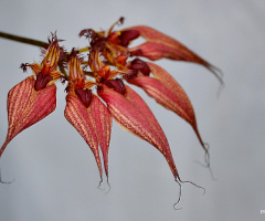 Exotic Orchid I