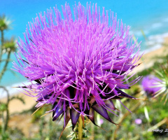 thistle flower near the sea 