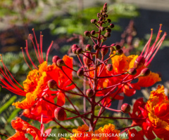 Arizona Bird of Paradise Flower