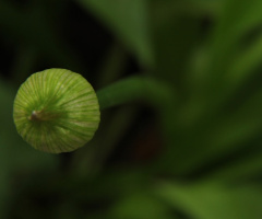 A Single Green