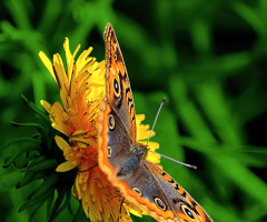 The colors of nature