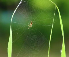 spider's net