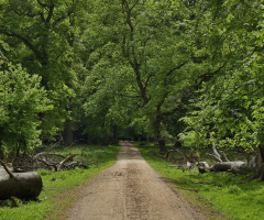 The Beech Forest