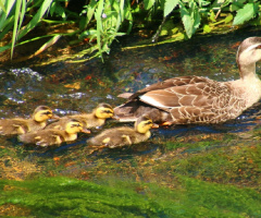 parent and children ducks