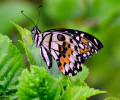 Above leaf