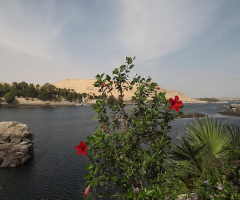 Egypt  -  Aswan - red rose & plant island
