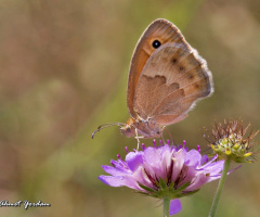 Esmer