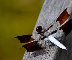 Common whitetail
