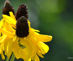 Simply yellow