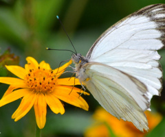 White butterfly