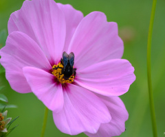 Nectar