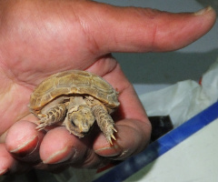 baby tortoise