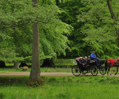 A Ride In The Beech Forest