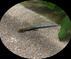 Lizard