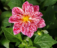Spotted Dahlia