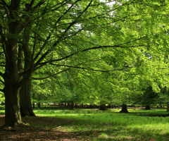 The Beech Forest