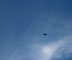 Flying