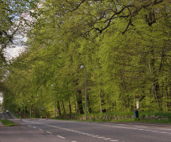 The Beech Forest