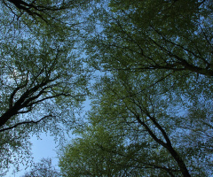 Looking Up In The Beech Forest