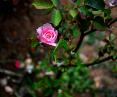 Pembe Gül