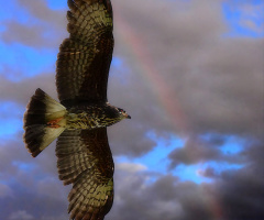 Flying to the rainbow