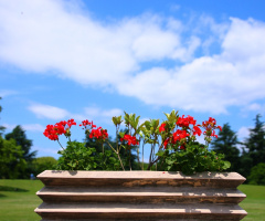 Sunnyday park